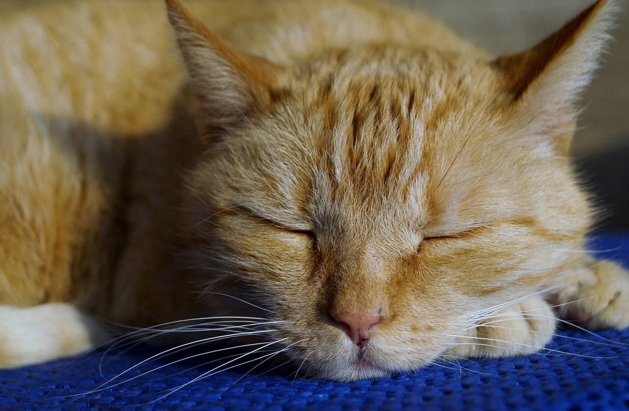 最新七猫，引领现代娱乐新纪元探索之旅