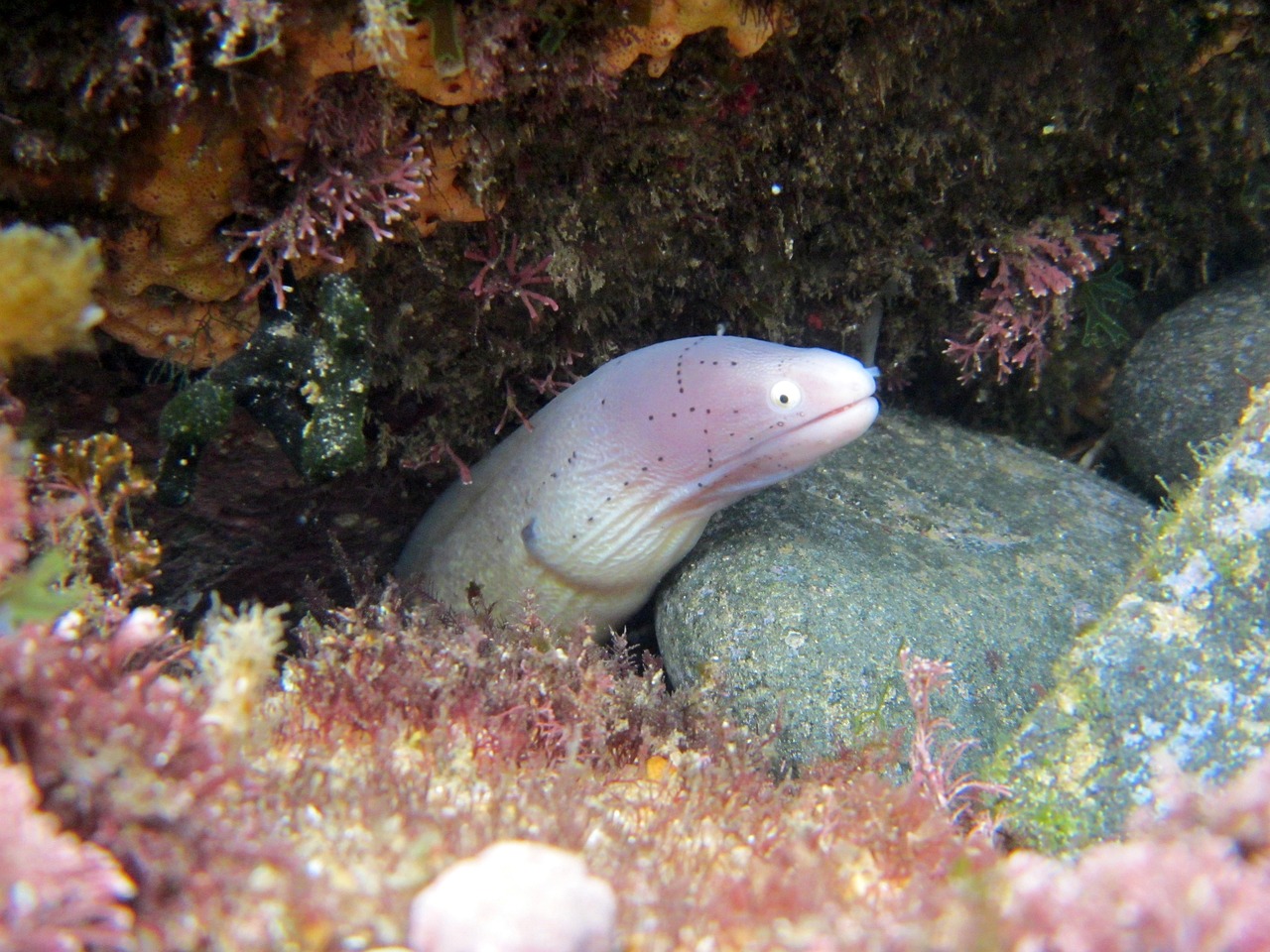 川子赶海最新探索与发现，神秘海洋生物大揭秘